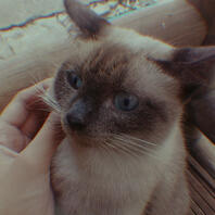 ELI SHE/HER JUNE 7 PHILIPPINES GEMINI MOTHER OF CATS